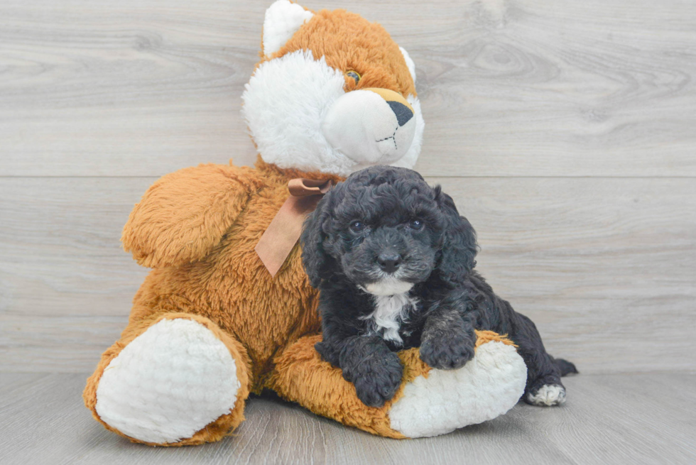 Happy Cockapoo Baby