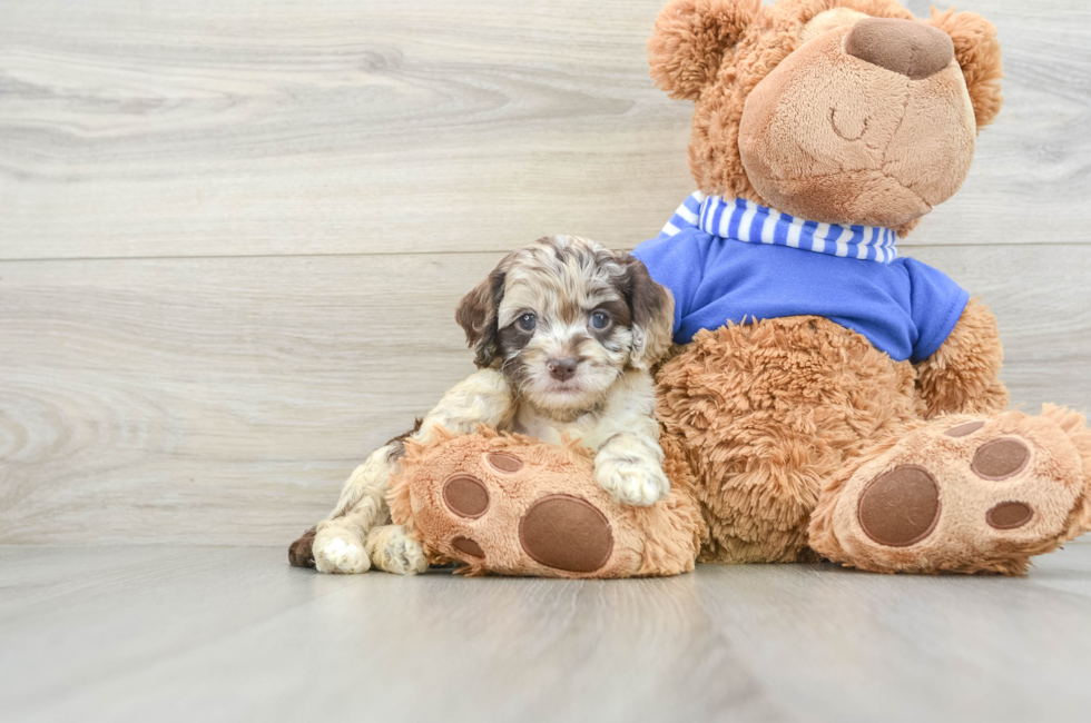 5 week old Cockapoo Puppy For Sale - Premier Pups