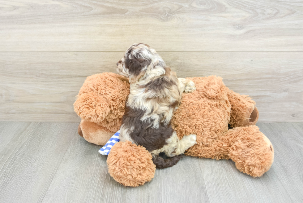 Cockapoo Pup Being Cute