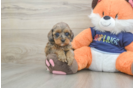 Cockapoo Puppy for Adoption