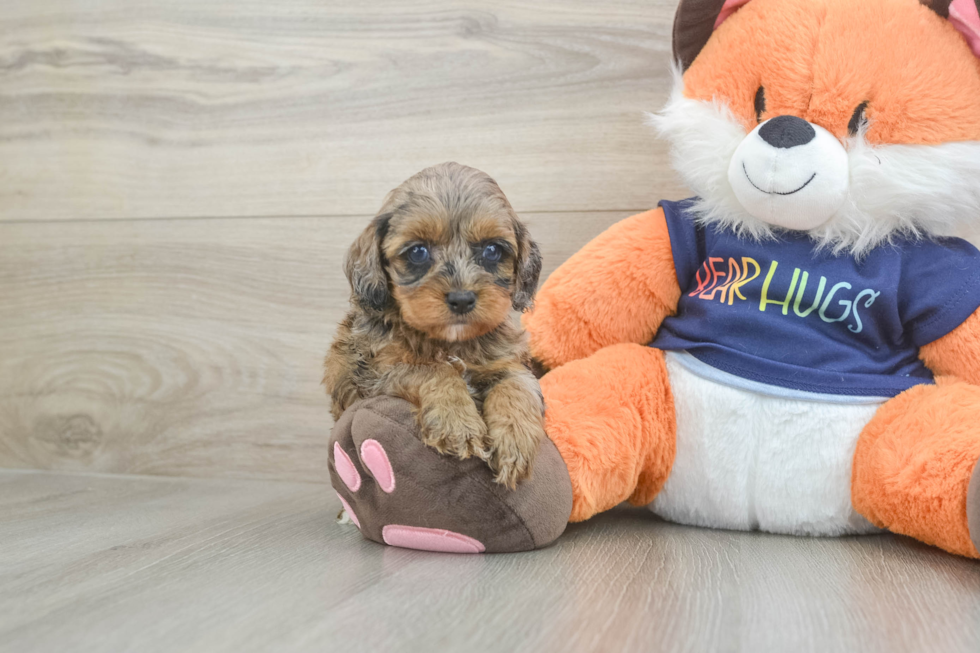 Cockapoo Puppy for Adoption