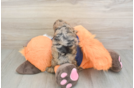 Cockapoo Pup Being Cute