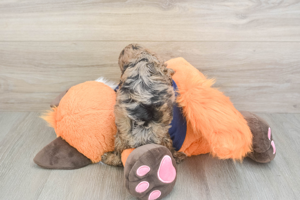 Cockapoo Pup Being Cute