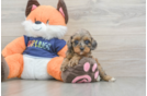 Popular Cockapoo Poodle Mix Pup
