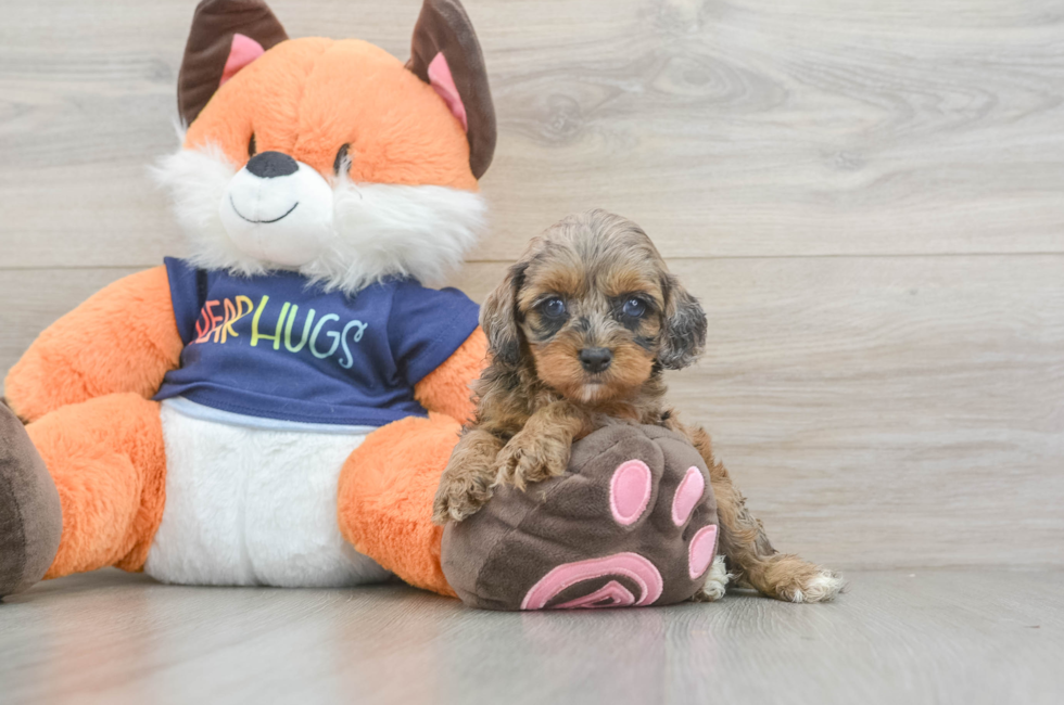 5 week old Cockapoo Puppy For Sale - Premier Pups