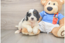 Cockapoo Puppy for Adoption