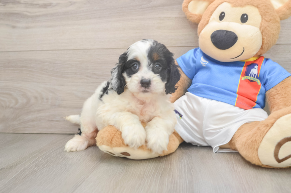 5 week old Cockapoo Puppy For Sale - Premier Pups