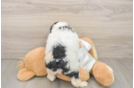 Small Cockapoo Baby