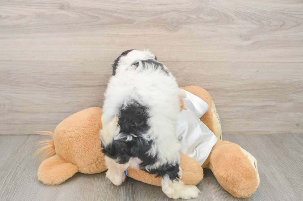 Small Cockapoo Baby
