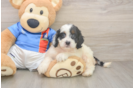 Best Cockapoo Baby