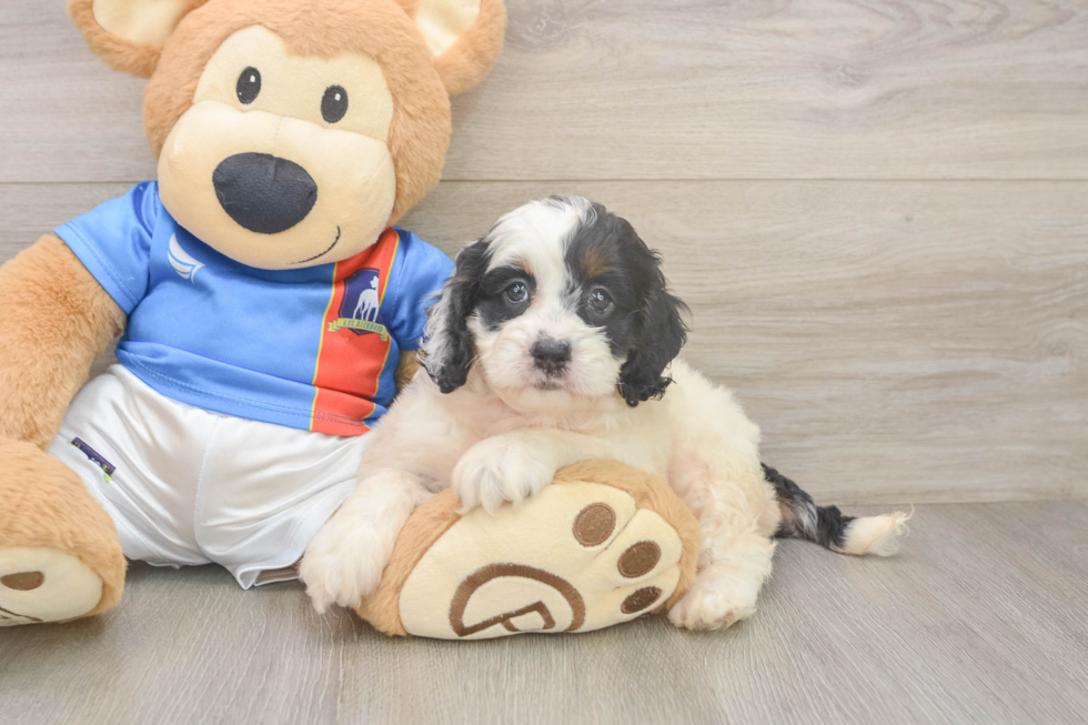 Best Cockapoo Baby