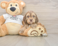 5 week old Cockapoo Puppy For Sale - Premier Pups