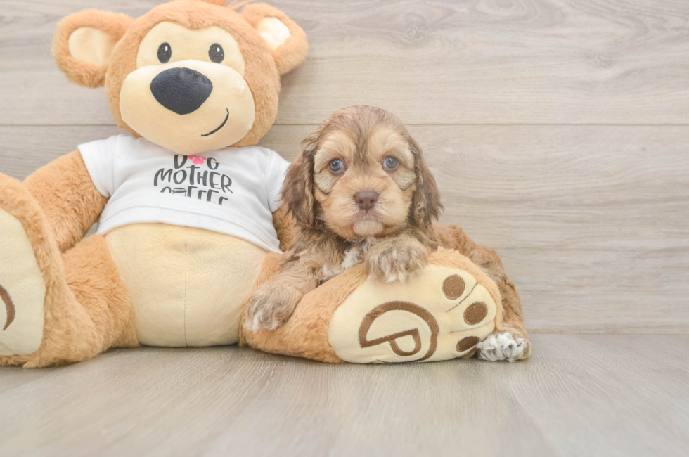 5 week old Cockapoo Puppy For Sale - Premier Pups