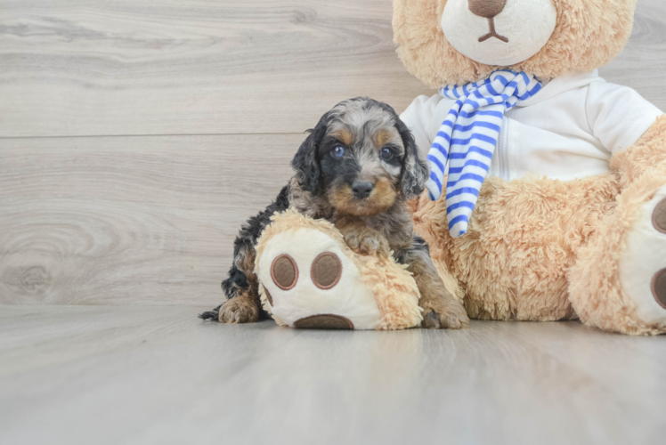 Sweet Cockapoo Baby