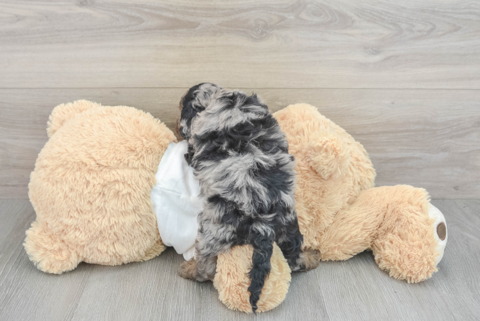 Best Cockapoo Baby