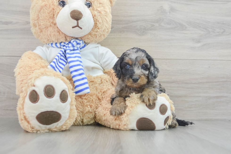 Smart Cockapoo Poodle Mix Pup