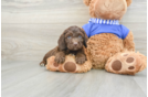 Energetic Cocker Doodle Poodle Mix Puppy