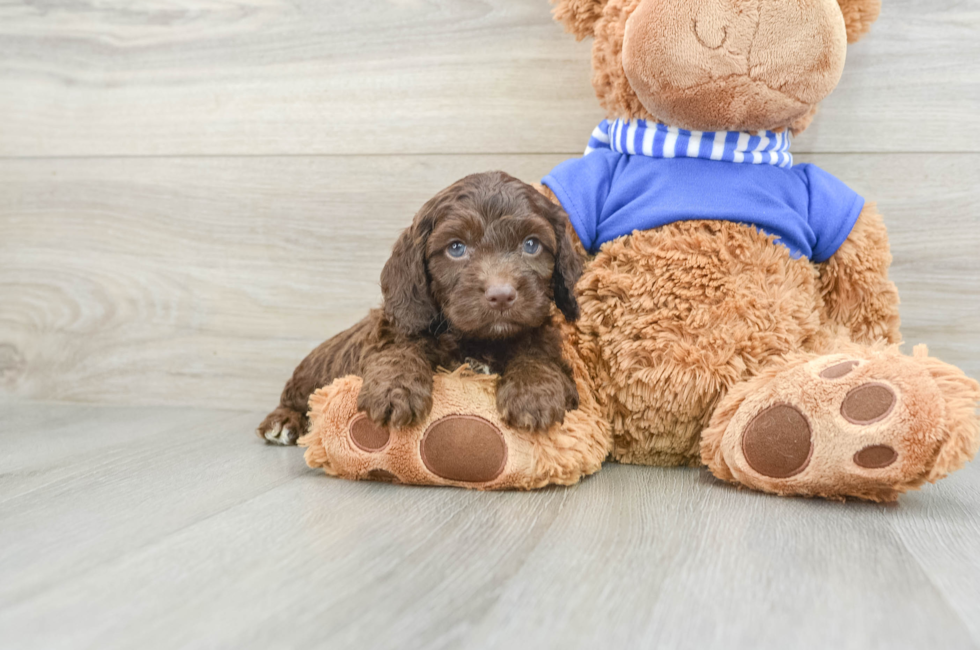 5 week old Cockapoo Puppy For Sale - Premier Pups