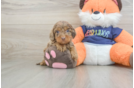 Cockapoo Puppy for Adoption
