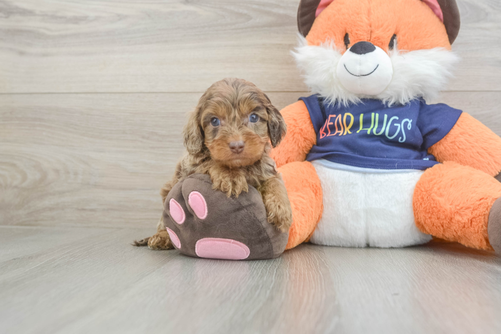 Cockapoo Puppy for Adoption