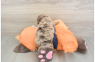 Best Cockapoo Baby