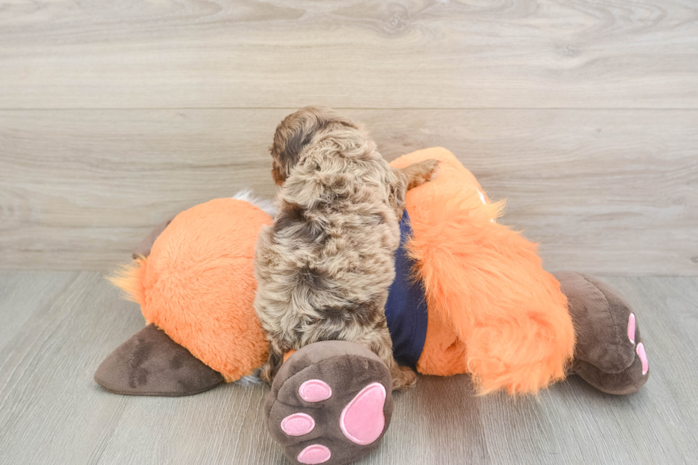 Best Cockapoo Baby