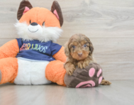 8 week old Cockapoo Puppy For Sale - Premier Pups