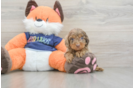 Popular Cockapoo Poodle Mix Pup
