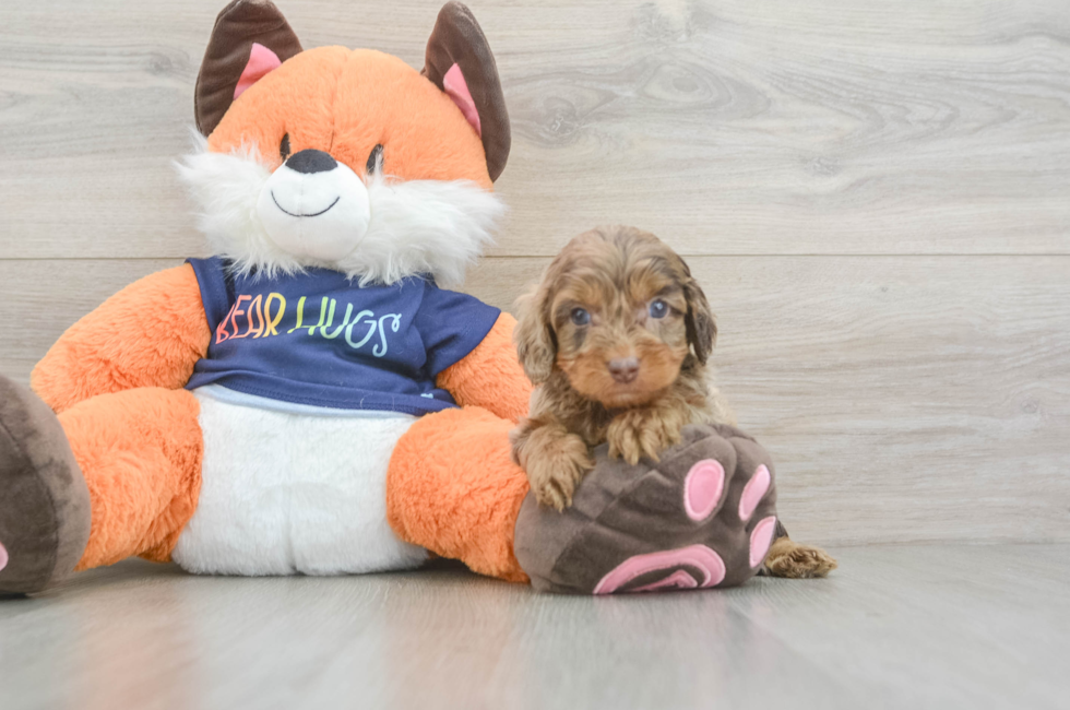 5 week old Cockapoo Puppy For Sale - Premier Pups