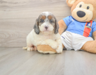 8 week old Cockapoo Puppy For Sale - Premier Pups