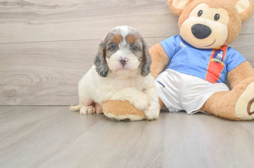 5 week old Cockapoo Puppy For Sale - Premier Pups