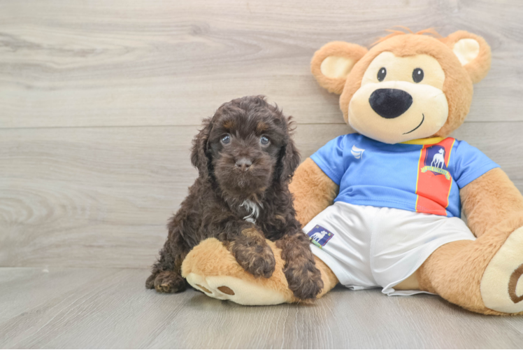 Cockapoo Puppy for Adoption