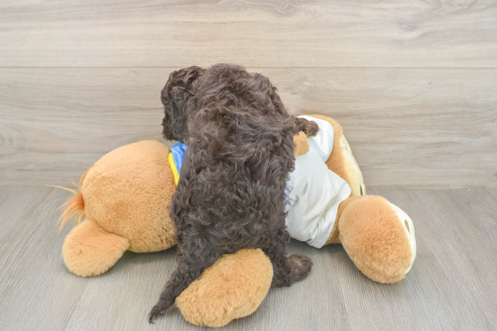 Little Cocker Doodle Poodle Mix Puppy