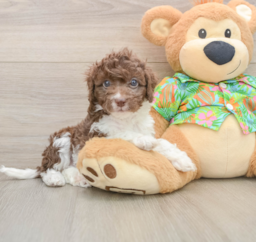 5 week old Cockapoo Puppy For Sale - Premier Pups
