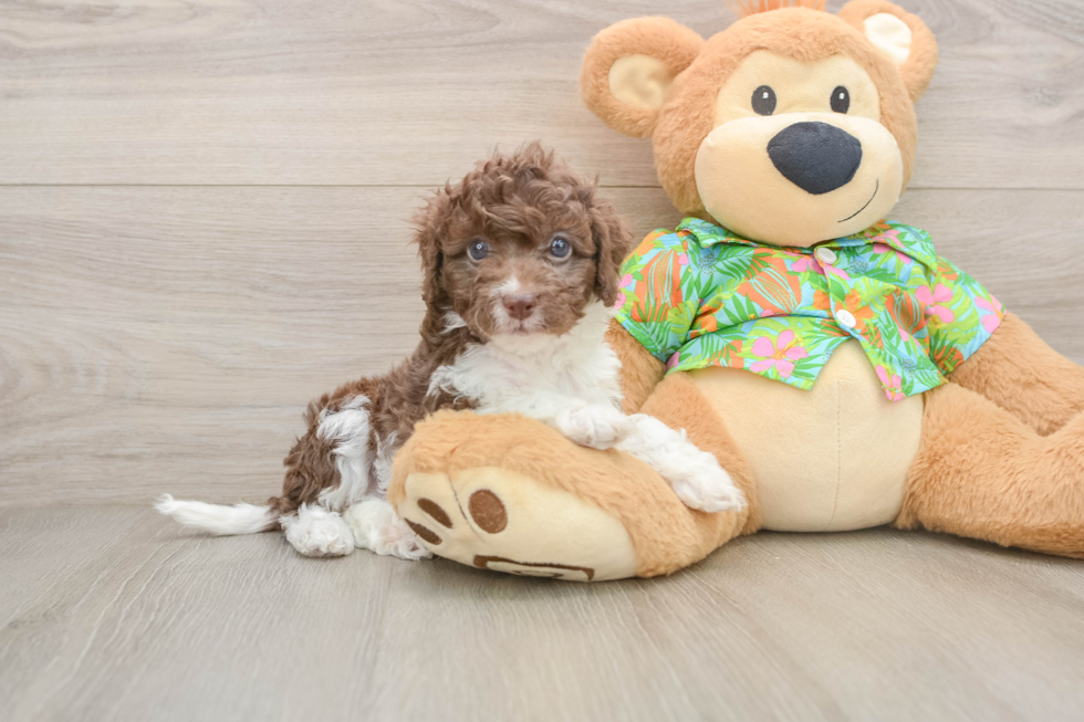 Popular Cockapoo Poodle Mix Pup