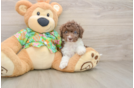 Cockapoo Puppy for Adoption