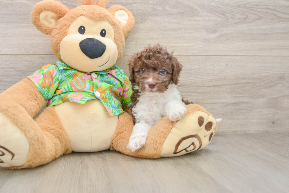 Cockapoo Puppy for Adoption