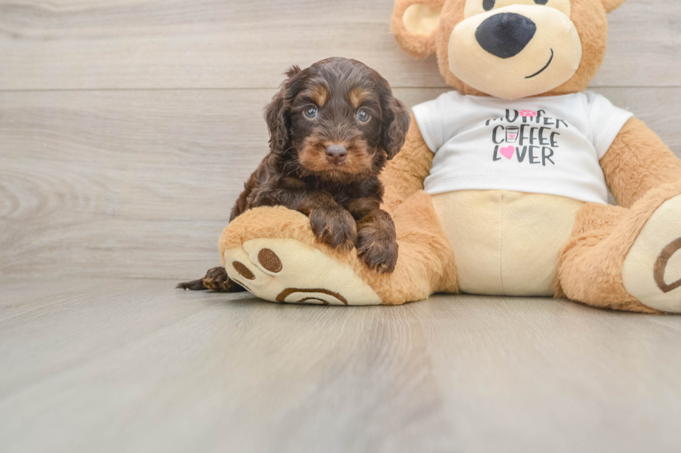 Best Cockapoo Baby