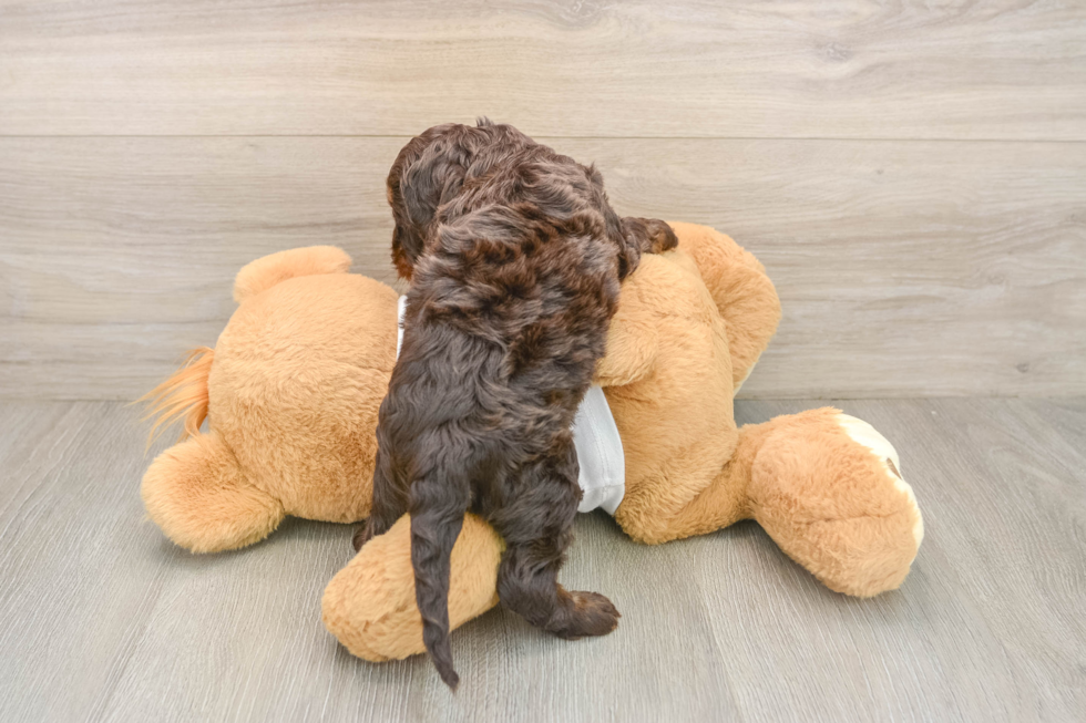 Best Cockapoo Baby