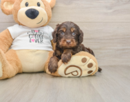 5 week old Cockapoo Puppy For Sale - Premier Pups