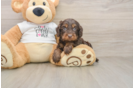 Cockapoo Puppy for Adoption