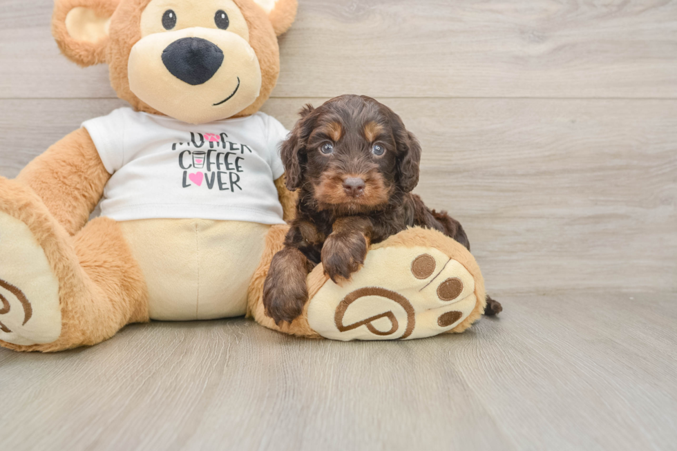 Cockapoo Puppy for Adoption