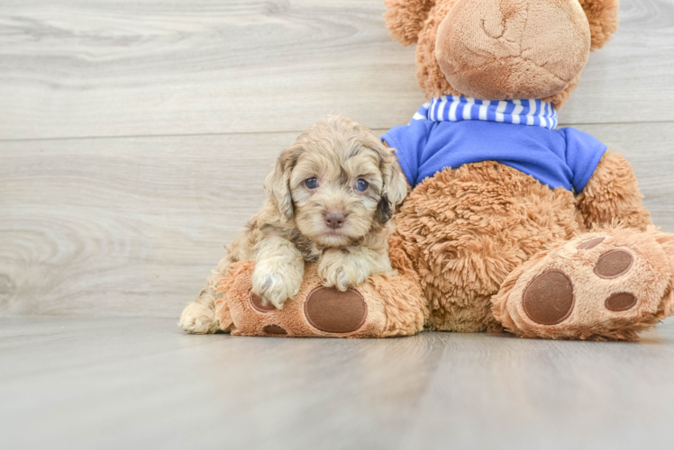 Cockapoo Pup Being Cute