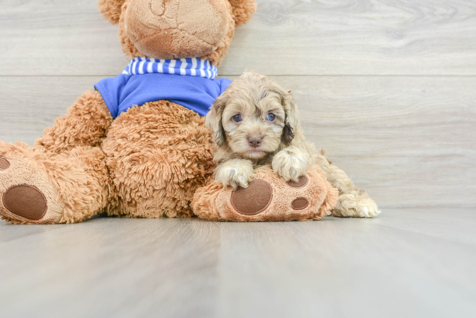 Cockapoo Pup Being Cute