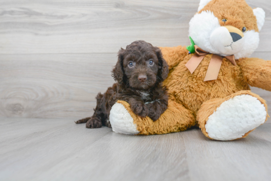 Hypoallergenic Cockerpoo Poodle Mix Puppy