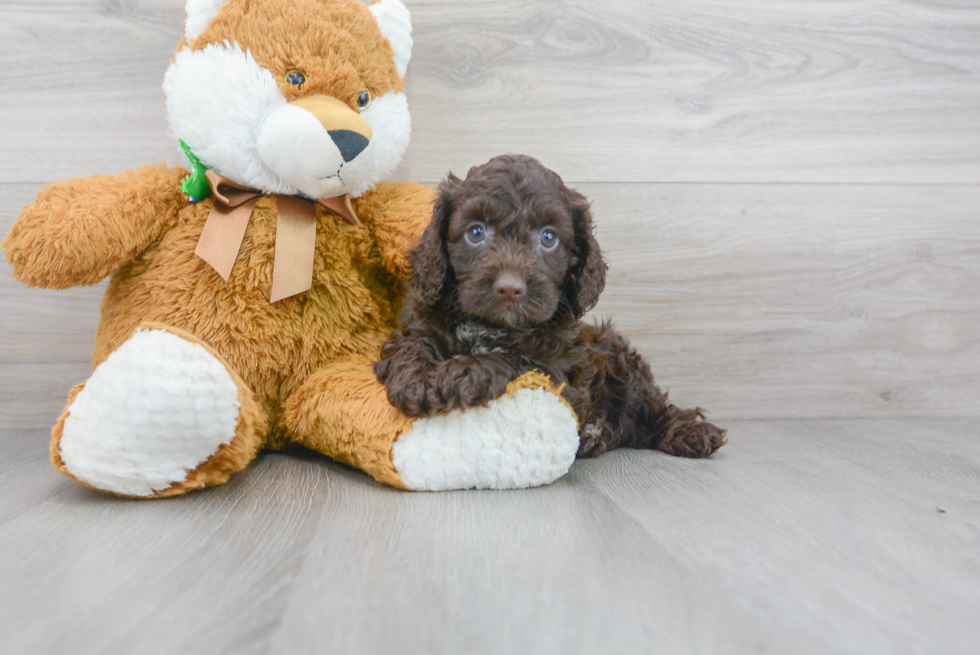 Little Cockerpoo Poodle Mix Puppy