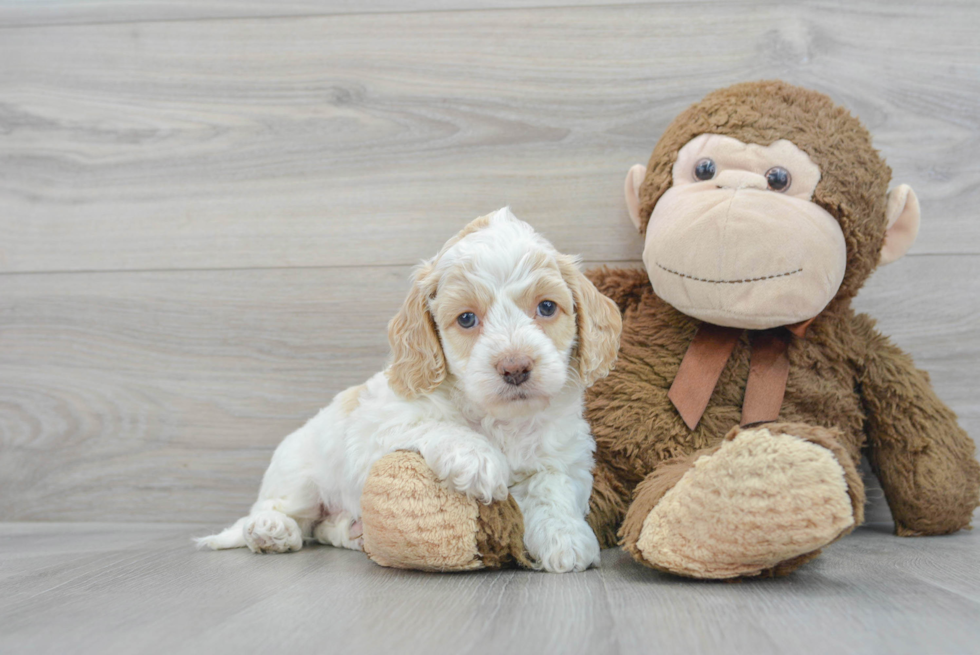 Cockapoo Puppy for Adoption