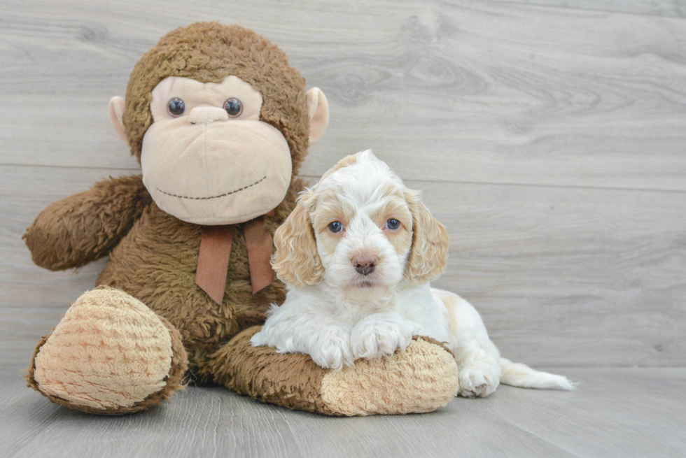 Cockapoo Pup Being Cute