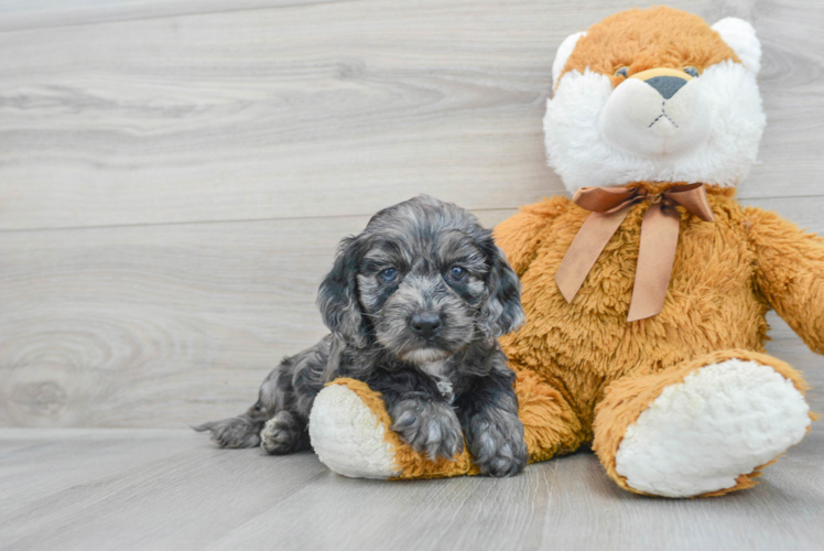 Best Cockapoo Baby