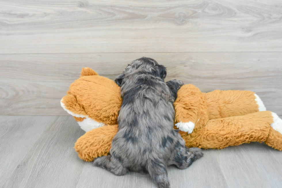 Funny Cockapoo Poodle Mix Pup